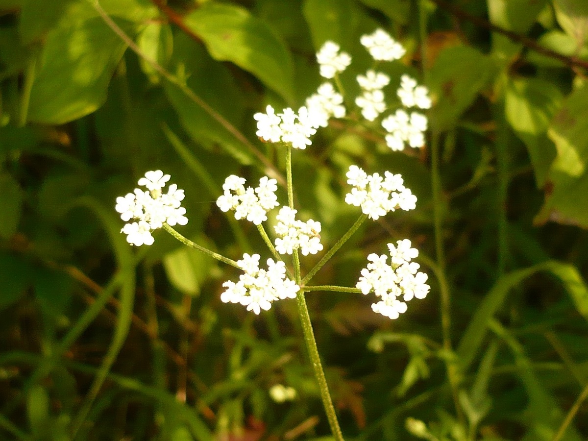 Torilis arvensis subsp. arvensis var. arvensis (Apiaceae)